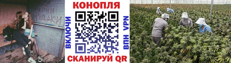 Шишки марихуана White Widow  Купить  Долгопрудный 
